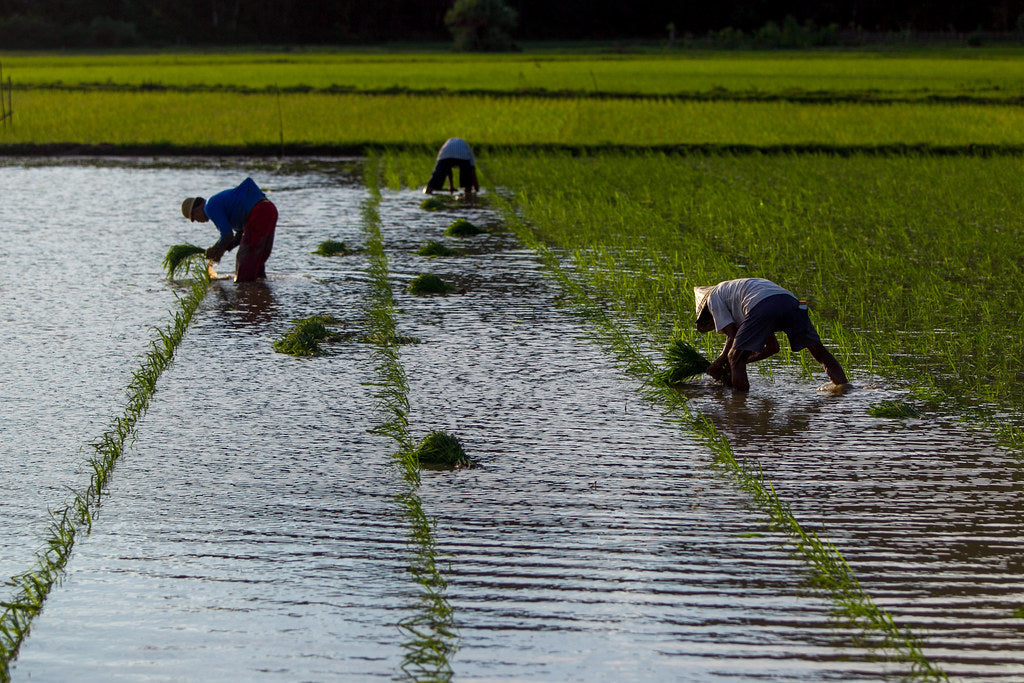 Yeoju, la cuna del arroz más puro de Corea